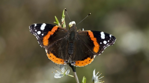 Red Admiral butterfly