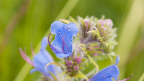 Viper's-bugloss