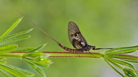 Mayfly%20%28c%29%20Margaret%20Holland.jpg
