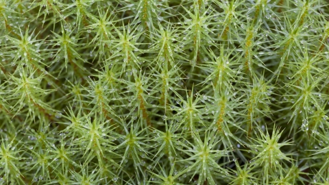 Common Haircap/Marsh Hair Moss (Polytrichum commune)