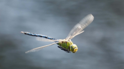 Emperor Dragonfly