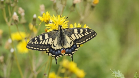 Swallowtail Butterfly