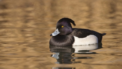 Tufted Duck