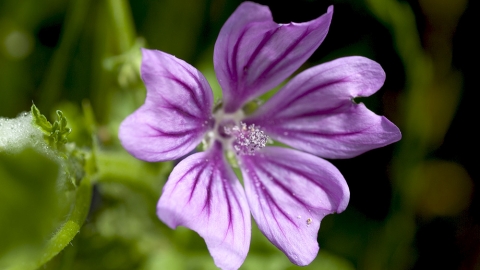 Common Mallow