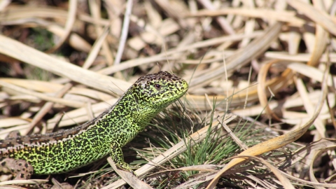 Sand lizard