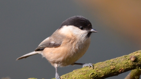 A rare willow tit standing on a tree branch