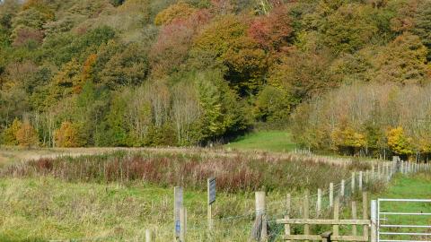 The ancient trees of Boilton and Red Scar Woods from the footpath at Brockholes