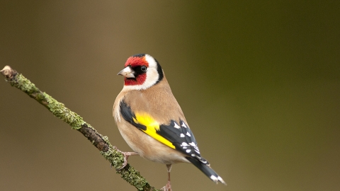 A goldfinch standing to attention on a tree branch