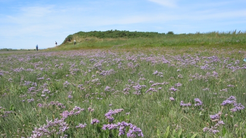 Barnaby's Sands and Burrows Marsh