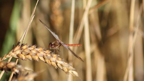 A dragonfly resting on vegetation at Cadishead Moss nature reserve