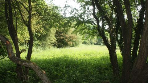 A sunny clearing at Cop Lane nature reserve