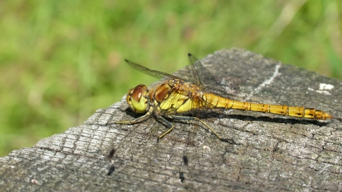 A female black darter dragonfly basking on wood in the sunshine at Holiday Moss