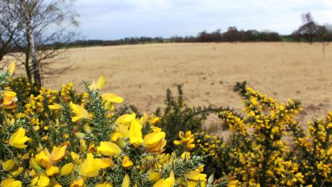 Bright yellow gorse bushes at Highfield Moss