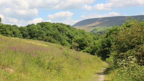 Wildflowers lining a footpath that leads to a woodland watched over by Pendle Hill