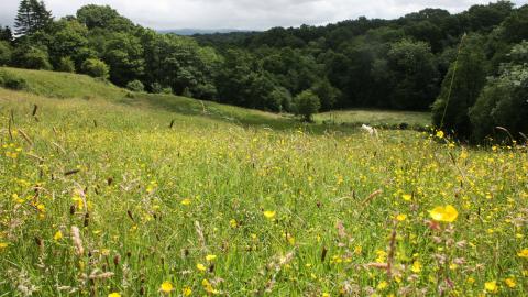 A field full of wildflowers at Freeman's Pasture nature reserve