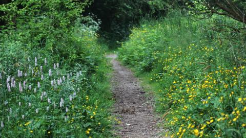 Wildflowers bordering a path at Foxhill Bank nature reserve