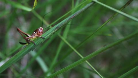 A cricket clinging to a blade of grass at Winmarleigh Moss