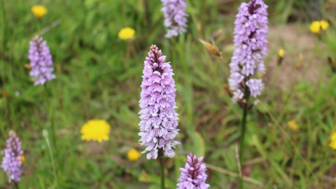 Pink orchids growing at Heysham Nature Reserve