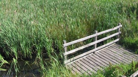 A viewing platform at the edge of Over Kellet Pond