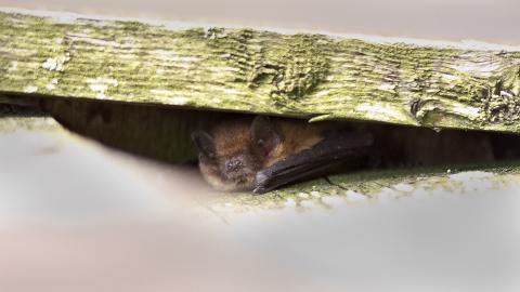 A pipistrelle bat peeps out from under a piece of wood at the entrance to its roost