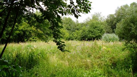 A grassy clearing at Pleasington Old Hall Wood