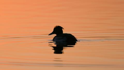 Silhouette of a tufted duck on the lake at Abram Flash at sunset