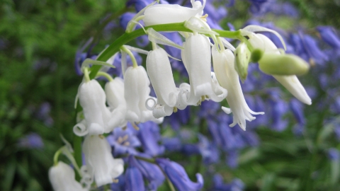 A bunch of both blue and white bluebells at Aughton Woods nature reserve