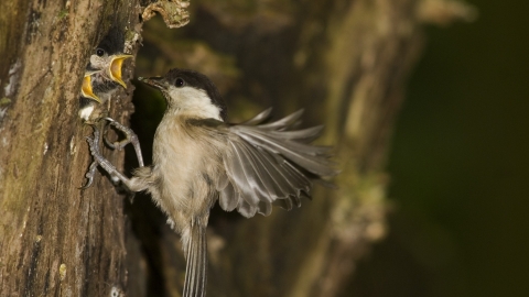 A willow tit feeding insects to chicks at Wigan Flashes nature reserve