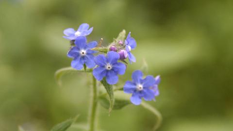 Purple wildflowers at Pleasington Old Hall Wood