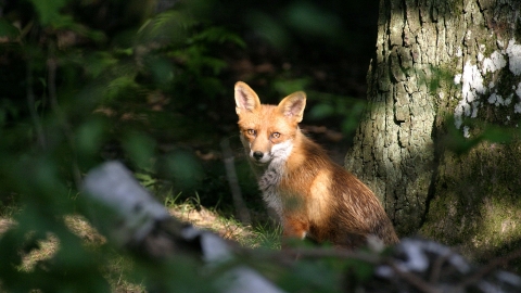 A fox sits in a sunny patch of woodland at Willow Farm Wood