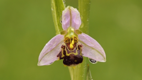 A bee orchid at Wigan Flashes nature reserve