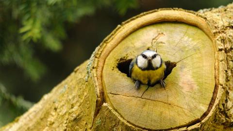 A blue tit perched at the entrance to a log