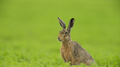 A brown hare sitting in a bright green field