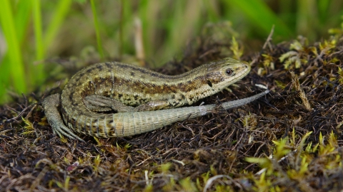 A common lizard basking on a patch of mossy ground
