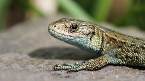 Close-up of a common lizard basking on a rock in the sunshine