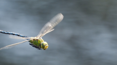 An emperor dragonfly flying over a body of water