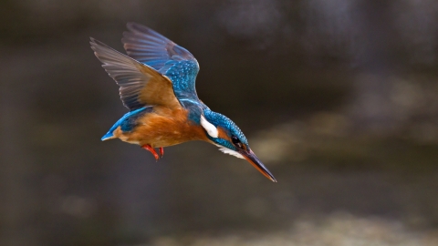 A kingfisher in flight as it dives into a river for food