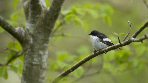 A pied flycatcher sitting on a tree branch in a woodland
