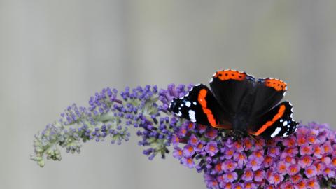 A red admiral butterfly feeding on purple buddleja