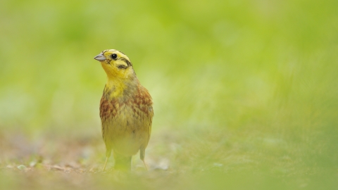 A yellowhammer on the ground among lush grass