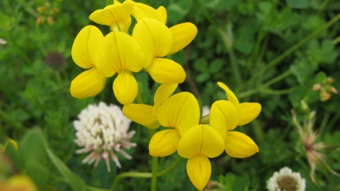 Bird's-foot trefoil