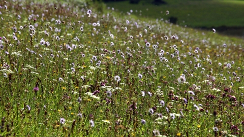 Meadow