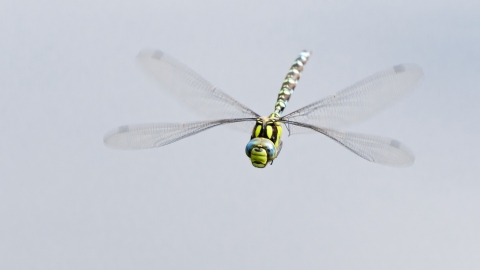 Southern Hawker Dragonfly