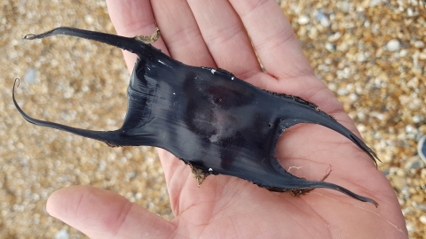 Egg case
