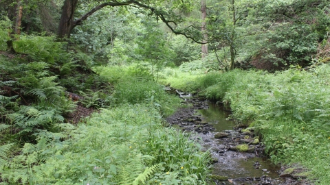 A river leading through the vegetation at Dean Wood nature reserve