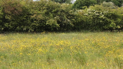 A field of wildflowers at Cutacre nature reserve