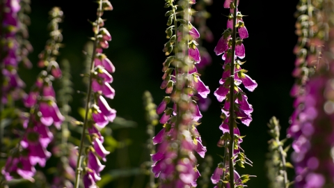 Pink foxgloves backlit by summer sunlight