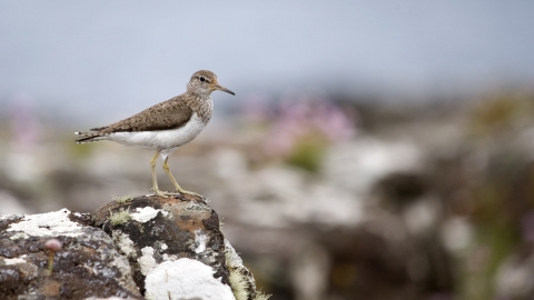 A common sandpiper standing on a coastal wall