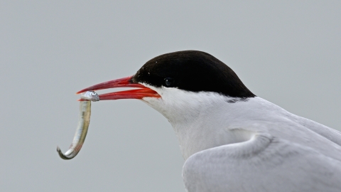 A common tern with a sand eel clasped in its bill