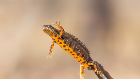 A great-crested newt swimming and showing off its orange belly